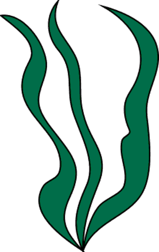 seaweed