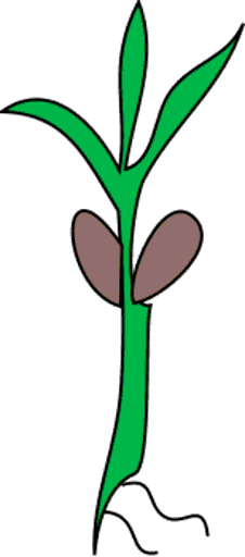 seedling