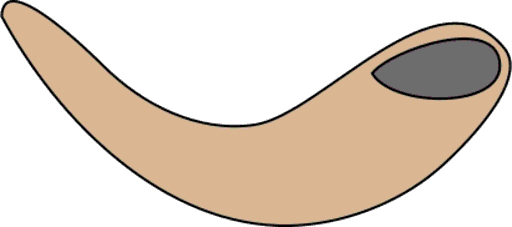 shofar