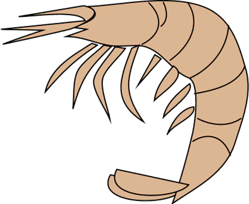 shrimp