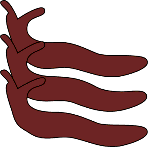 slugs