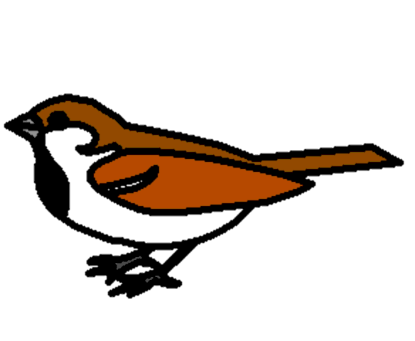 sparrow