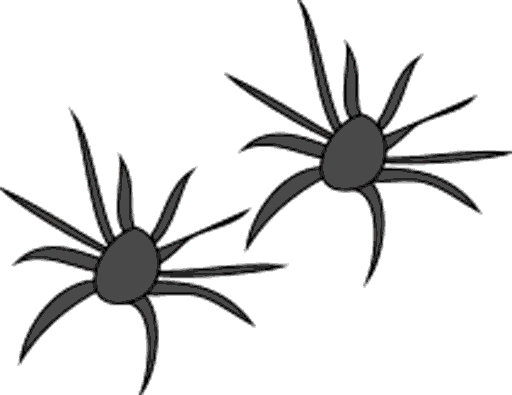 spiders