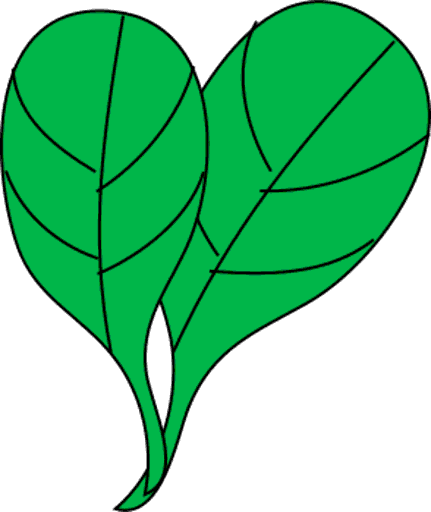 spinach