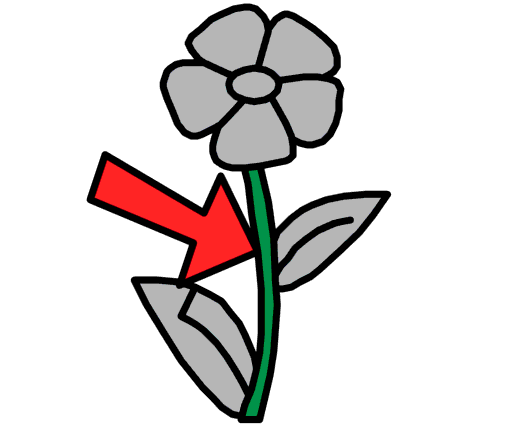 stem