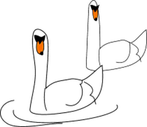 swans