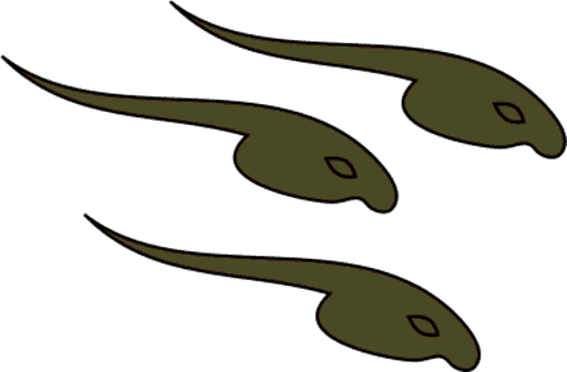 tadpoles