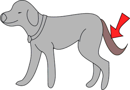 tail