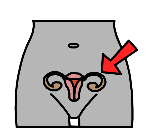 uterus