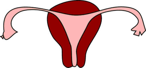 vagina