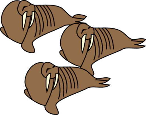 walruses