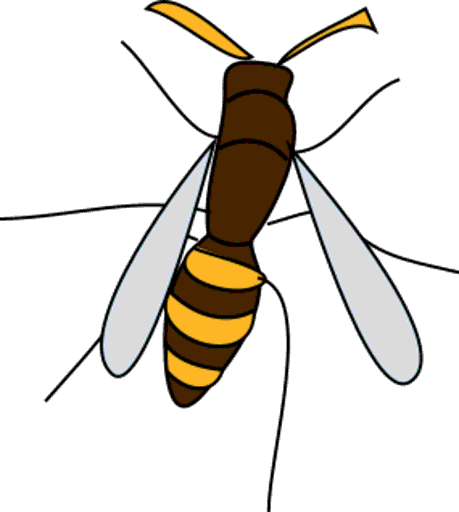 wasp