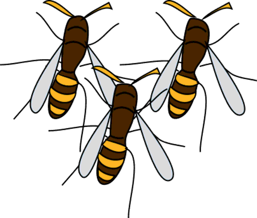 wasps