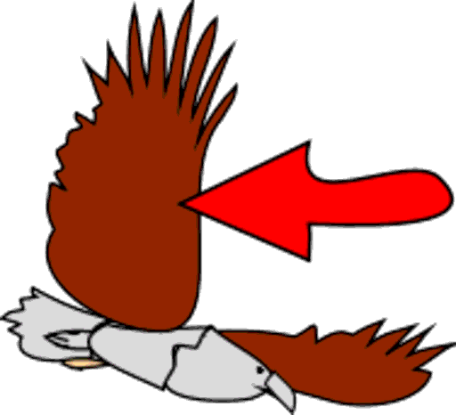wing