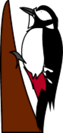 woodpecker