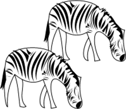 zebras