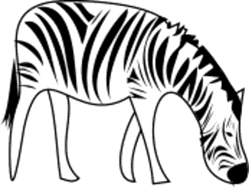zebra