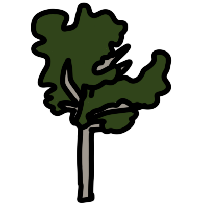 Bermuda cedar / Juniperus bermudiana