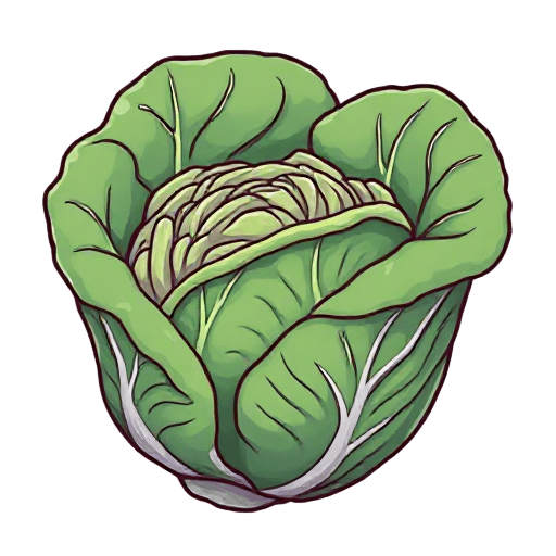 cabbage