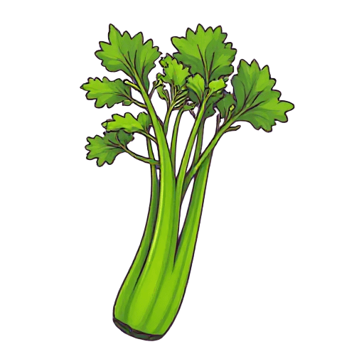 celery
