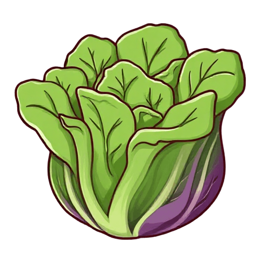 lettuce