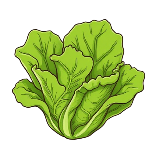 lettuce