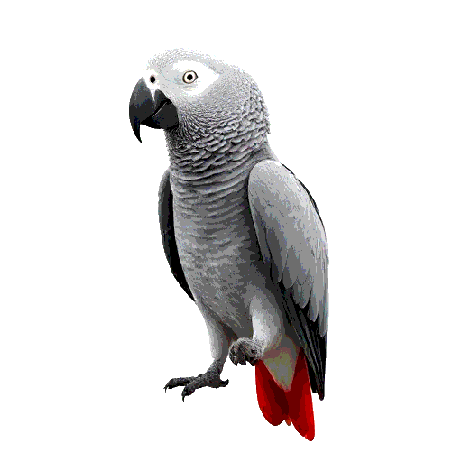 African Grey Parrot