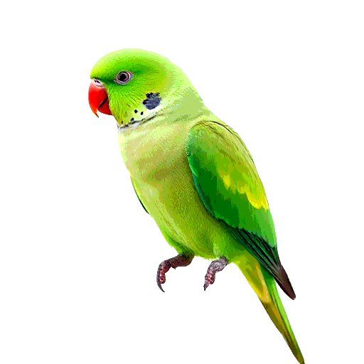 Alexandrine Parakeet