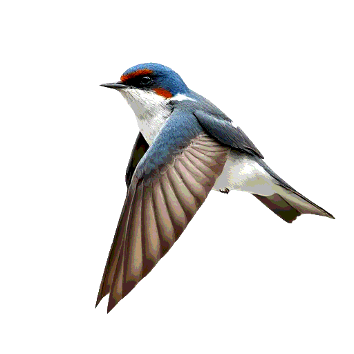Alpine Swift