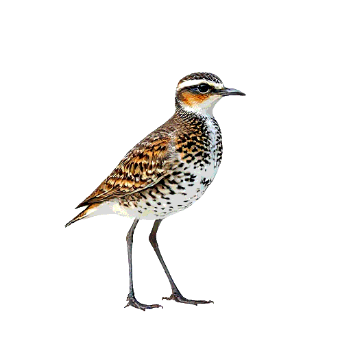 American Golden Plover