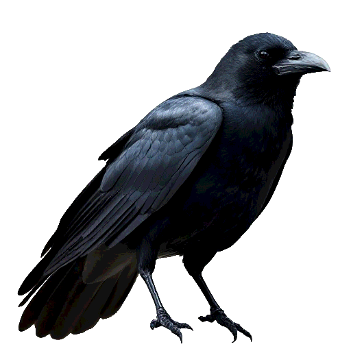 American Crow
