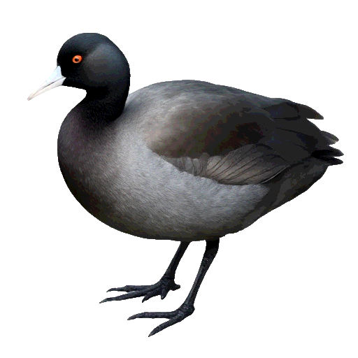 American Coot
