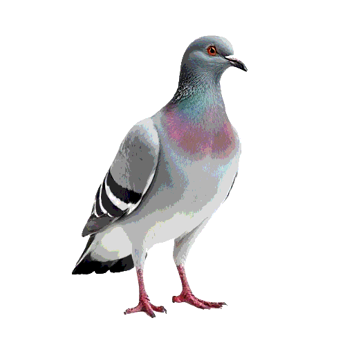 Band Tailed Pigeon