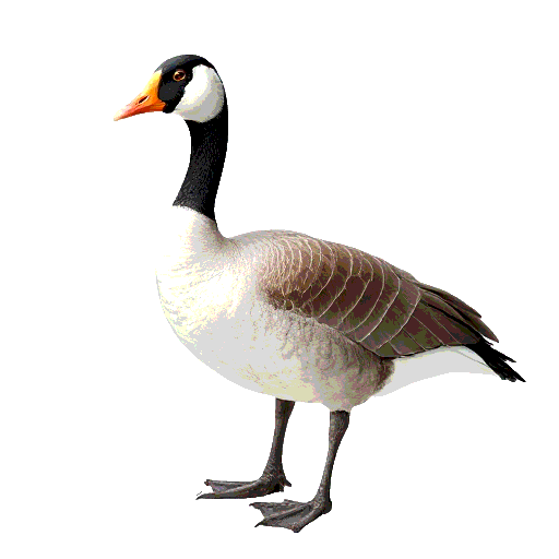 Bar Headed Goose