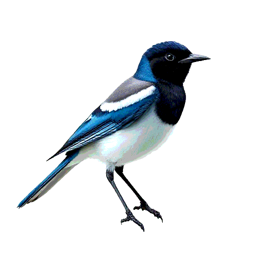 Azure Winged Magpie