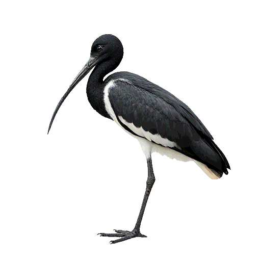 Black Headed Ibis