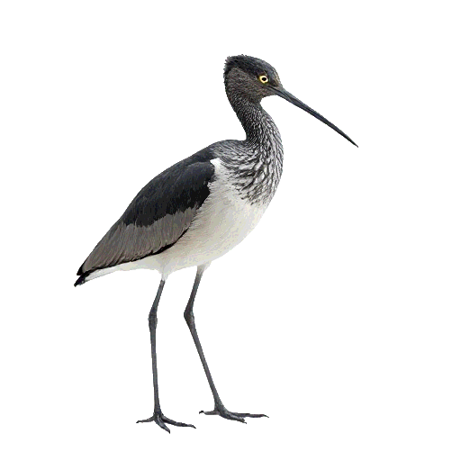 Black Tailed Godwit
