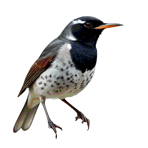 Black Throated Thrush