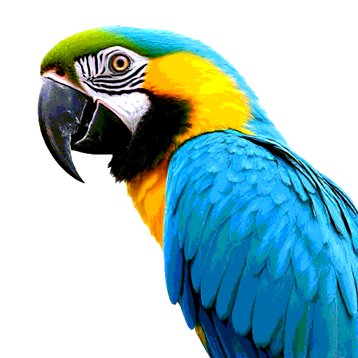 Blue and Yellow Macaw