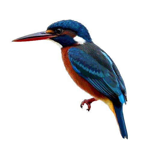Blue Eared Kingfisher