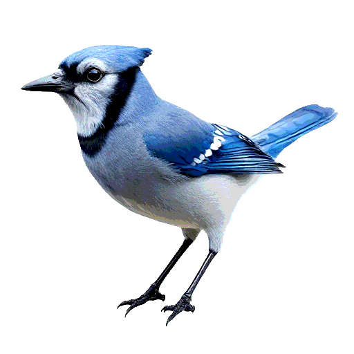 Blue Jay