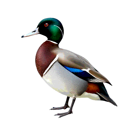 Blue Winged Teal