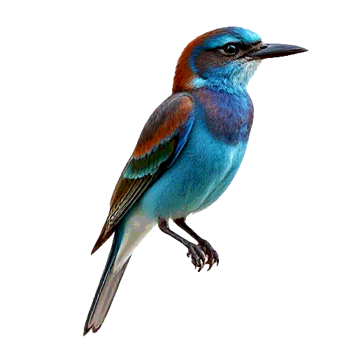 Blue Throated Roller