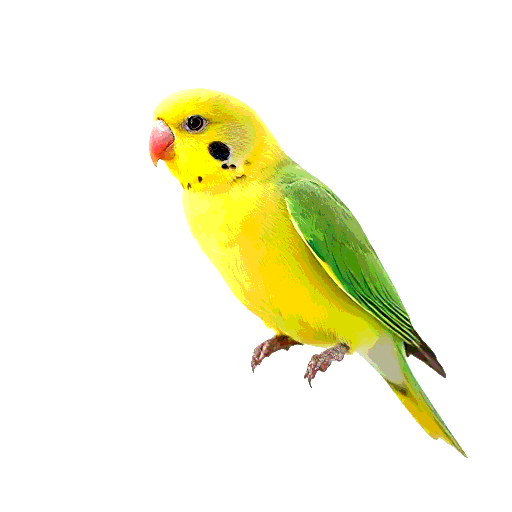 Budgerigar