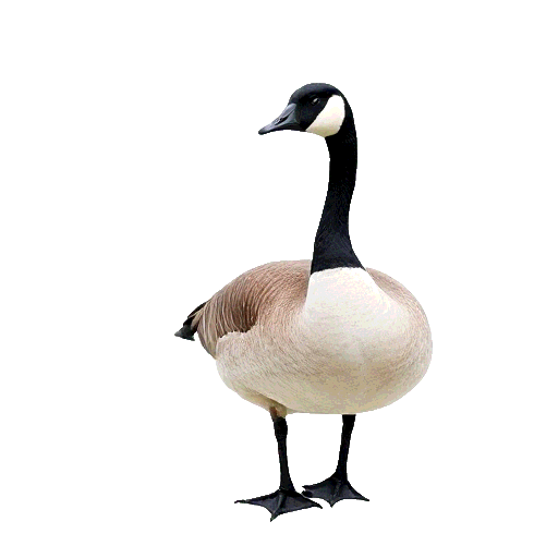 Canada Goose