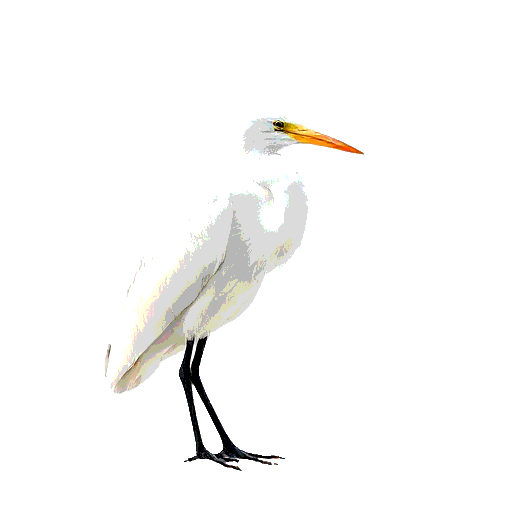 Cattle Egret