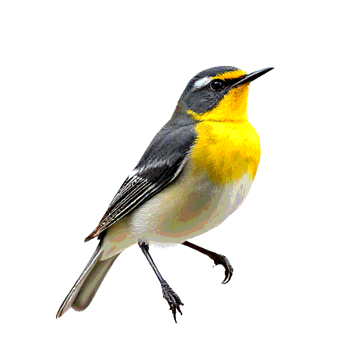 Canada Warbler