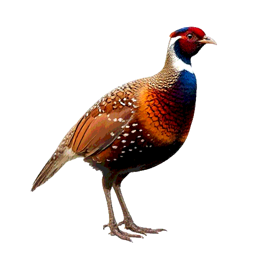 Common Pheasant