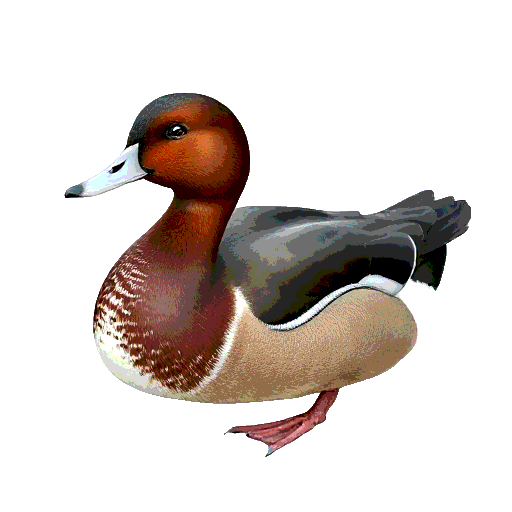 Common Pochard