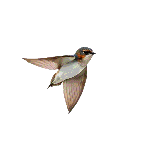 Common Swift